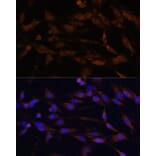 Immunofluorescence - Anti-CD44 Antibody (A91673) - Antibodies.com