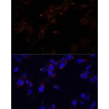 Immunofluorescence - Anti-CD44 Antibody (A91673) - Antibodies.com