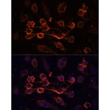 Immunofluorescence - Anti-CD44 Antibody (A91673) - Antibodies.com