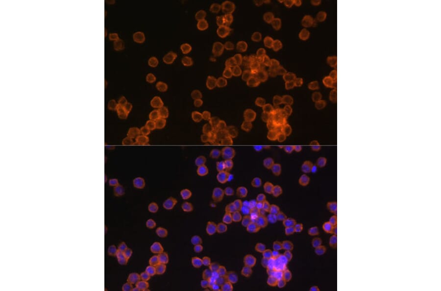 Immunofluorescence - Anti-CD44 Antibody (A91673) - Antibodies.com