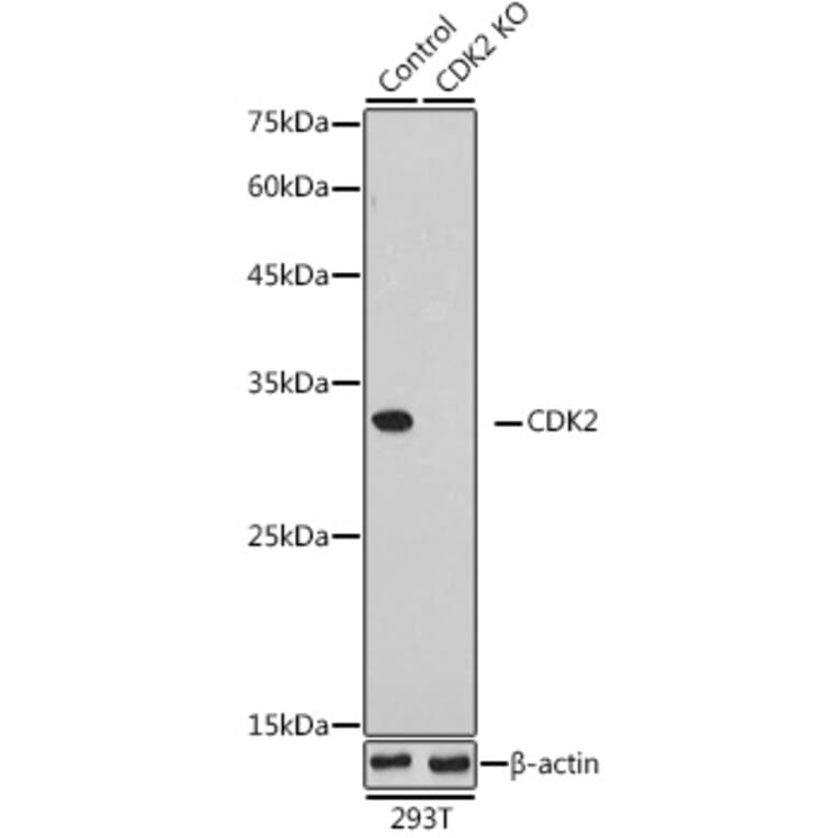 Western Blot - Anti-CDK2 Antibody (A91675) - Antibodies.com