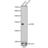 Western Blot - Anti-CDK2 Antibody (A91675) - Antibodies.com