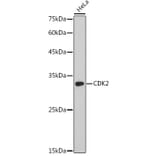 Western Blot - Anti-CDK2 Antibody (A91675) - Antibodies.com