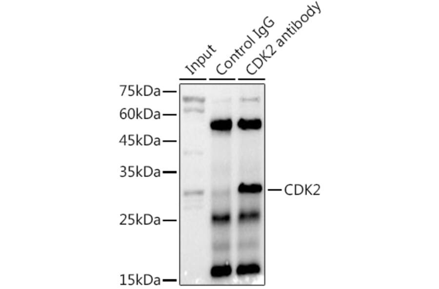 Western Blot - Anti-CDK2 Antibody (A91675) - Antibodies.com