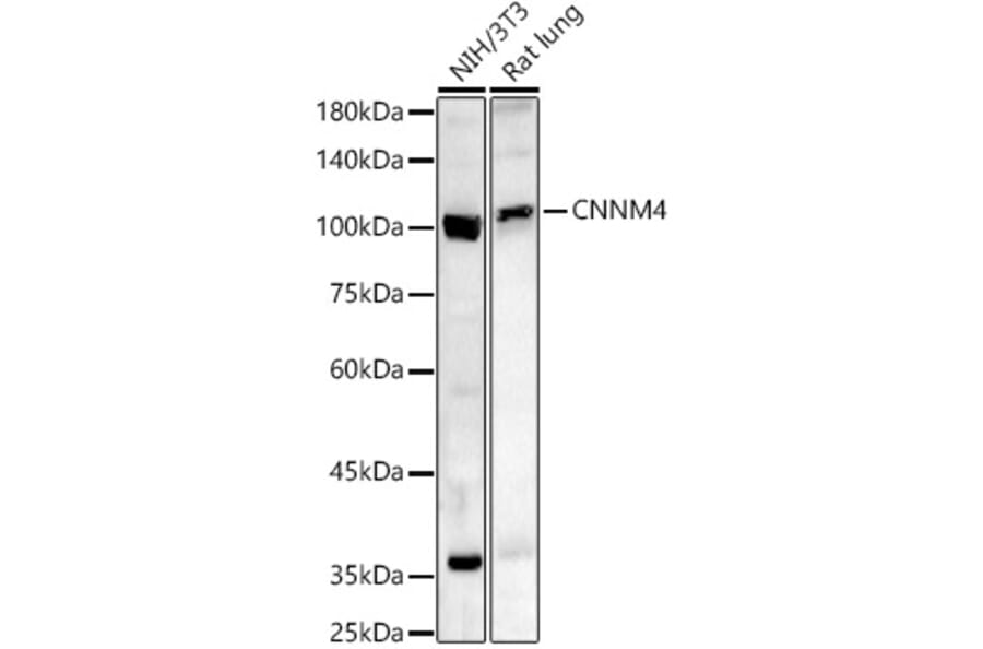 Western Blot - Anti-CNNM4 Antibody (A91682) - Antibodies.com