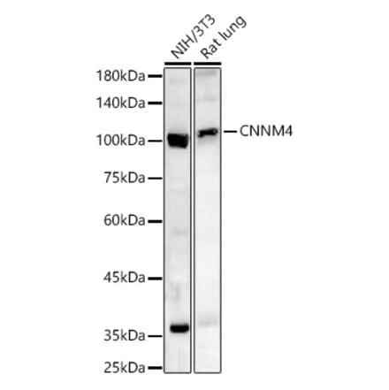 Western Blot - Anti-CNNM4 Antibody (A91682) - Antibodies.com