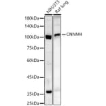 Western Blot - Anti-CNNM4 Antibody (A91682) - Antibodies.com
