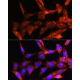 Immunofluorescence - Anti-Cytochrome C Oxidase subunit VIc/COX6C Antibody (A91683) - Antibodies.com