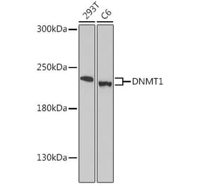 Western Blot - Anti-Dnmt1 Antibody (A91686) - Antibodies.com