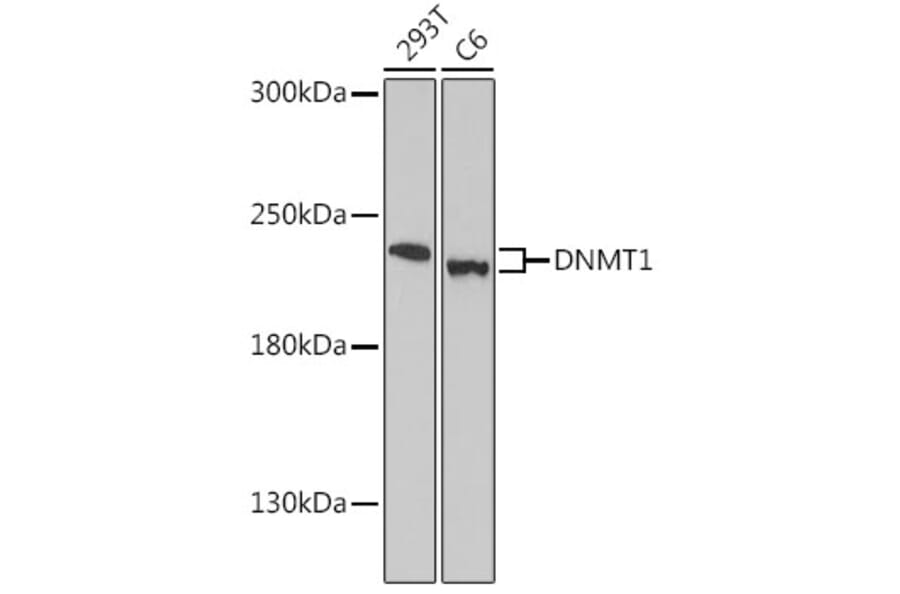Western Blot - Anti-Dnmt1 Antibody (A91686) - Antibodies.com