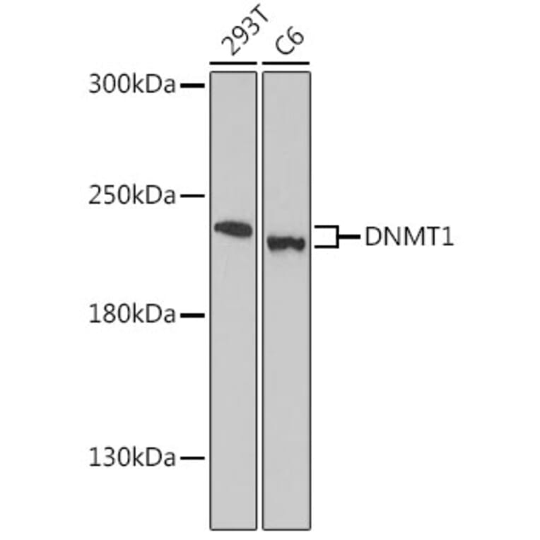 Western Blot - Anti-Dnmt1 Antibody (A91686) - Antibodies.com