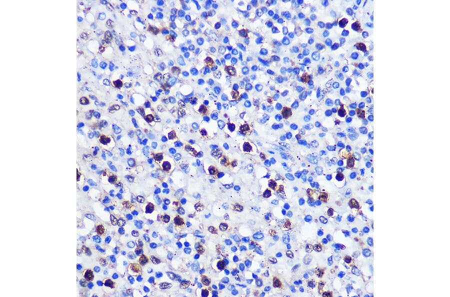 Immunohistochemistry - Anti-Dnmt1 Antibody (A91686) - Antibodies.com