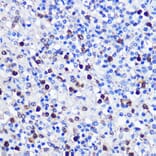 Immunohistochemistry - Anti-Dnmt1 Antibody (A91686) - Antibodies.com