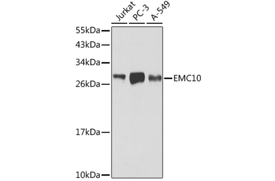 Western Blot - Anti-EMC10 Antibody (A16712) - Antibodies.com