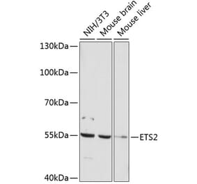 Western Blot - Anti-ETS2 Antibody (A91690) - Antibodies.com