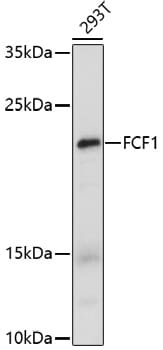 Western blot analysis of extracts of 293T cells, using Anti-FCF1 Antibody (A17149) at 1:1,000 dilution.
Secondary antibody: Goat Anti-Rabbit IgG (H+L) (HRP) (AS014) at 1:10,000 dilution.
Lysates / proteins: 25µg per lane.
Blocking buffer: 3% non-fat dry milk in TBST.
Detection: ECL Enhanced Kit (RM00021).
Exposure time: 100s.
