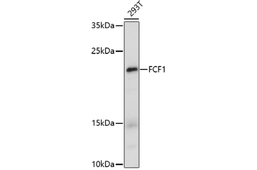 Western Blot - Anti-FCF1 Antibody (A91692) - Antibodies.com