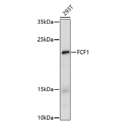 Western Blot - Anti-FCF1 Antibody (A91692) - Antibodies.com