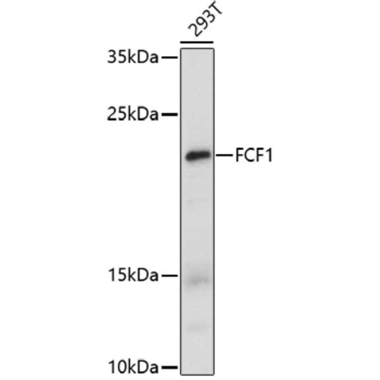 Western Blot - Anti-FCF1 Antibody (A91692) - Antibodies.com