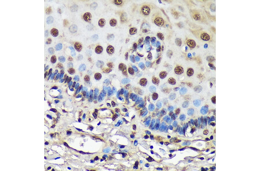 Immunohistochemistry - Anti-FCF1 Antibody (A91692) - Antibodies.com