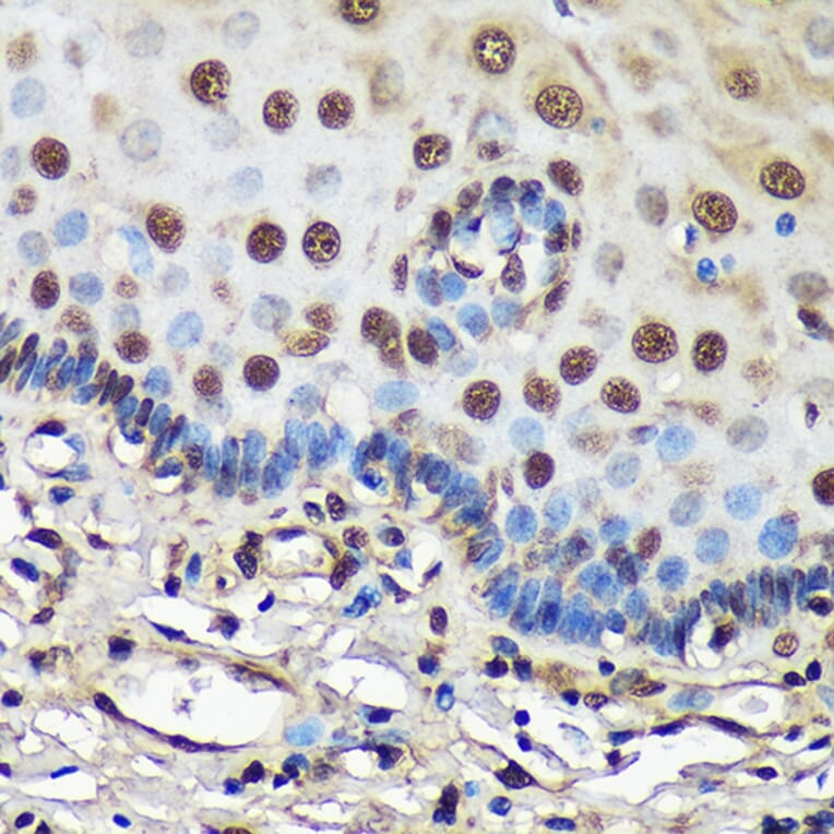 Immunohistochemistry - Anti-FCF1 Antibody (A91692) - Antibodies.com