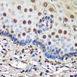 Immunohistochemistry - Anti-FCF1 Antibody (A91692) - Antibodies.com