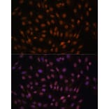 Immunofluorescence - Anti-FCF1 Antibody (A91692) - Antibodies.com