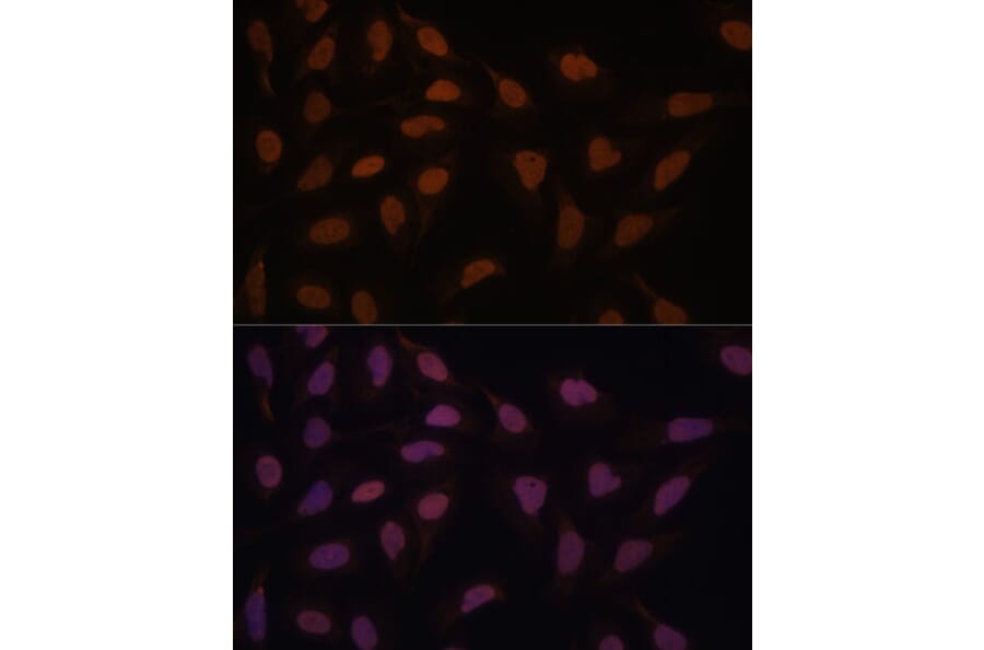 Immunofluorescence - Anti-FCF1 Antibody (A91692) - Antibodies.com
