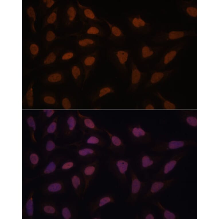 Immunofluorescence - Anti-FCF1 Antibody (A91692) - Antibodies.com