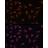 Immunofluorescence - Anti-FCF1 Antibody (A91692) - Antibodies.com