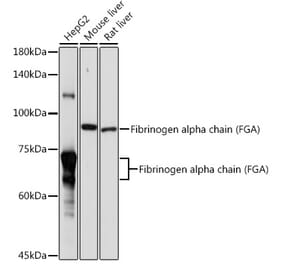 Western Blot - Anti-Fibrinogen Alpha Chain Antibody (A91694) - Antibodies.com