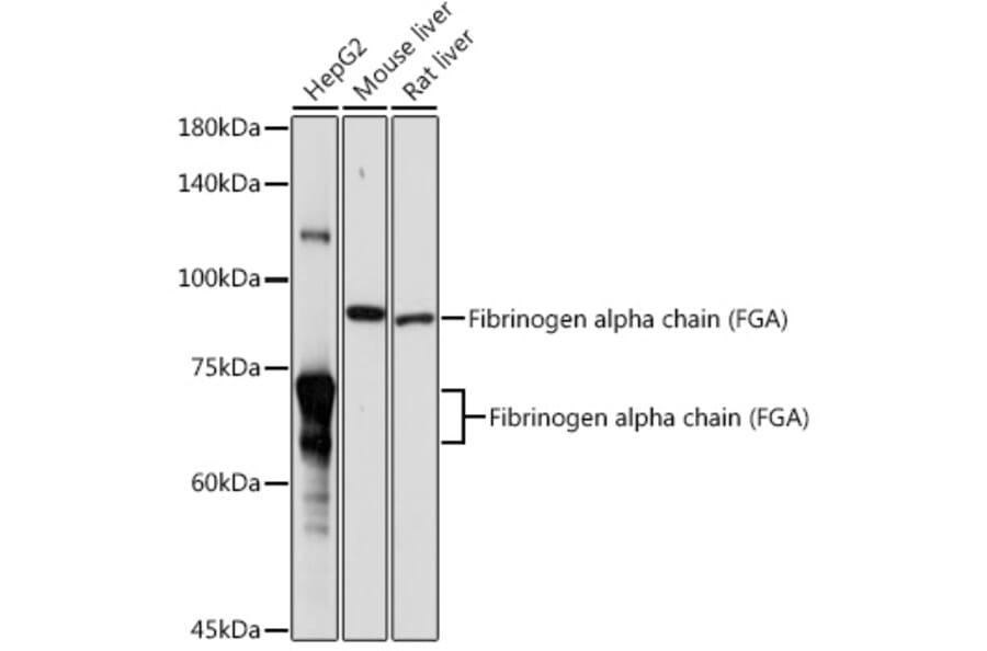 Western Blot - Anti-Fibrinogen Alpha Chain Antibody (A91694) - Antibodies.com