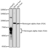 Western Blot - Anti-Fibrinogen Alpha Chain Antibody (A91694) - Antibodies.com