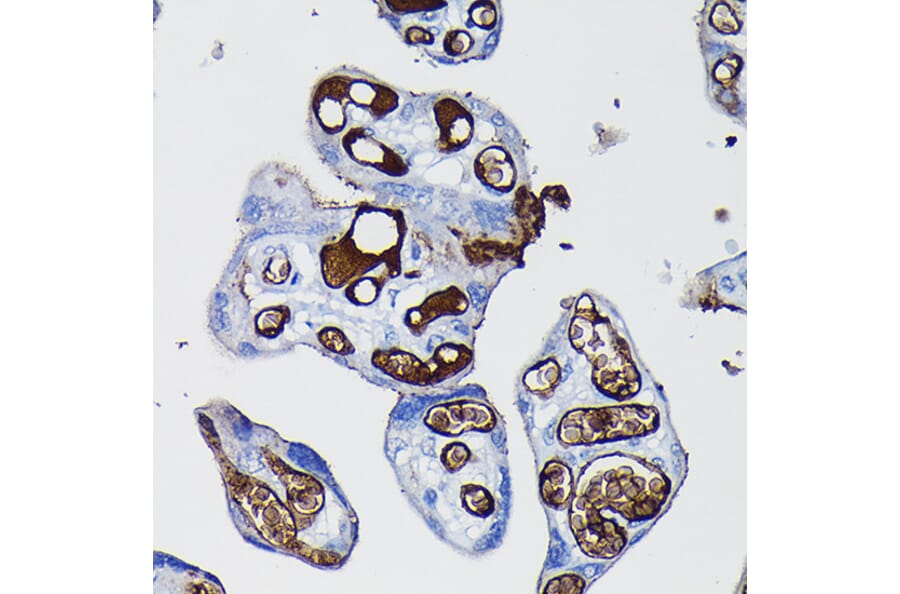 Immunohistochemistry - Anti-Fibrinogen Alpha Chain Antibody (A91694) - Antibodies.com