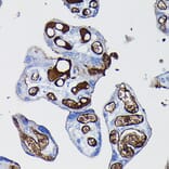 Immunohistochemistry - Anti-Fibrinogen Alpha Chain Antibody (A91694) - Antibodies.com