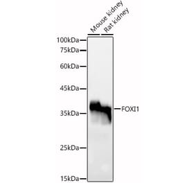 Western Blot - Anti-FOXI1 Antibody (A91696) - Antibodies.com