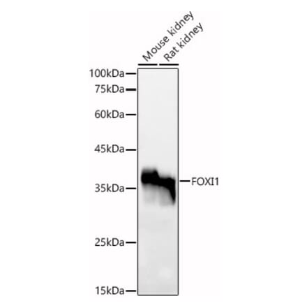 Western Blot - Anti-FOXI1 Antibody (A91696) - Antibodies.com