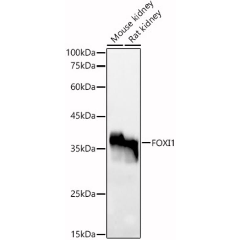 Western Blot - Anti-FOXI1 Antibody (A91696) - Antibodies.com