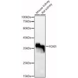 Western Blot - Anti-FOXI1 Antibody (A91696) - Antibodies.com