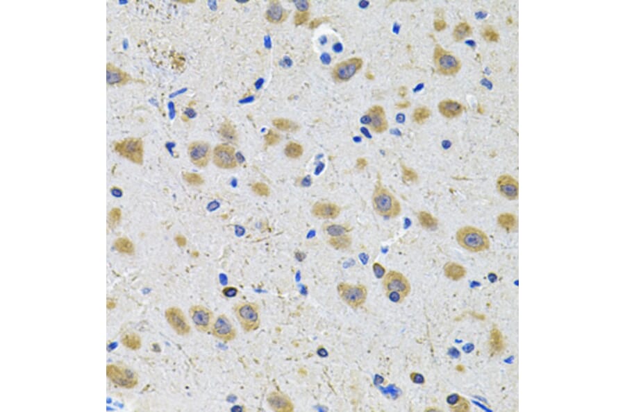 Immunohistochemistry - Anti-GRIN1 Antibody (A13995) - Antibodies.com