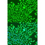 Immunofluorescence - Anti-GRIN1 Antibody (A13995) - Antibodies.com