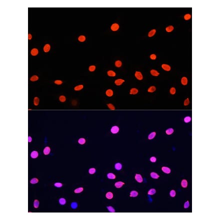 Immunofluorescence - Anti-Histone H4 Antibody (A91698) - Antibodies.com
