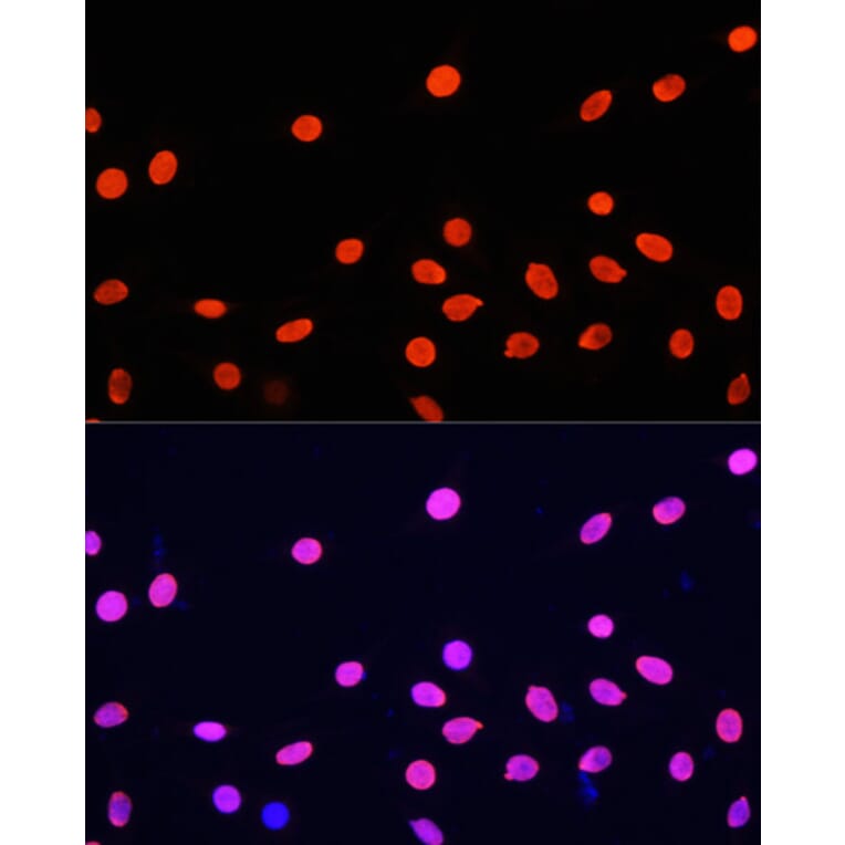 Immunofluorescence - Anti-Histone H4 Antibody (A91698) - Antibodies.com