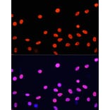 Immunofluorescence - Anti-Histone H4 Antibody (A91698) - Antibodies.com