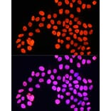 Immunofluorescence - Anti-Histone H4 Antibody (A91698) - Antibodies.com