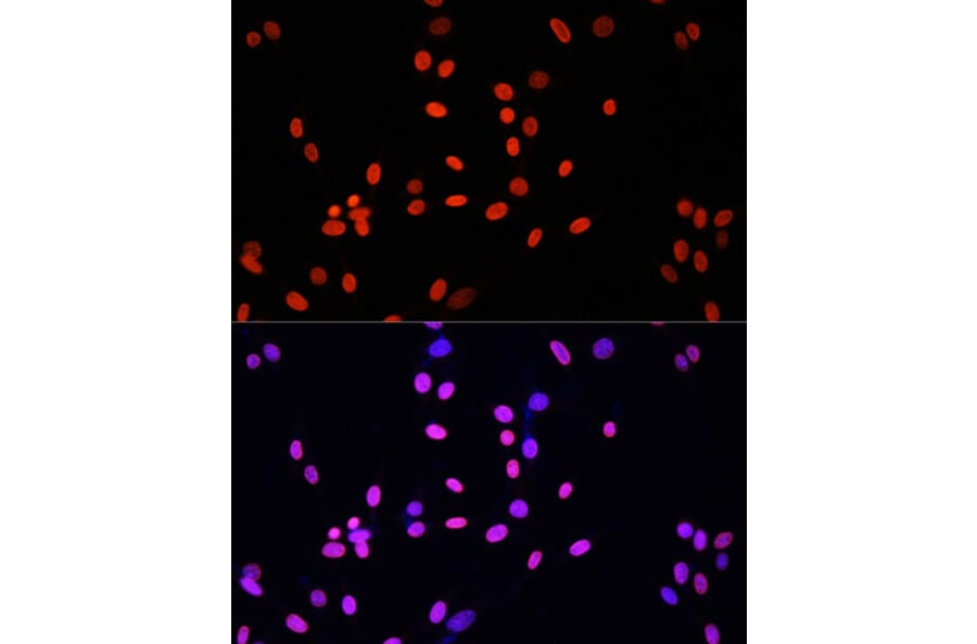 Immunofluorescence - Anti-Histone H4 Antibody (A91698) - Antibodies.com