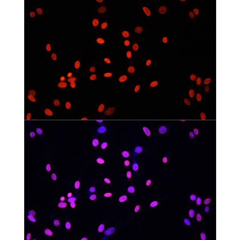 Immunofluorescence - Anti-Histone H4 Antibody (A91698) - Antibodies.com