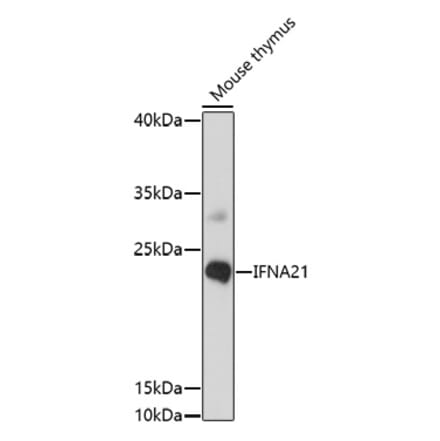 Western Blot - Anti-IFNA21 Antibody (A91700) - Antibodies.com