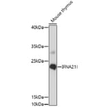 Western Blot - Anti-IFNA21 Antibody (A91700) - Antibodies.com