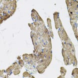 Immunohistochemistry - Anti-IKBKG Antibody (A12561) - Antibodies.com